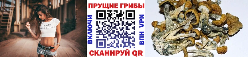 даркнет сайт Реутов Псилоцибиновые грибы прущие грибы